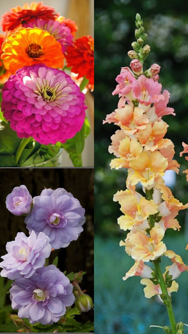 Low Maintenance Flowering Plants for Balcony StorialTech