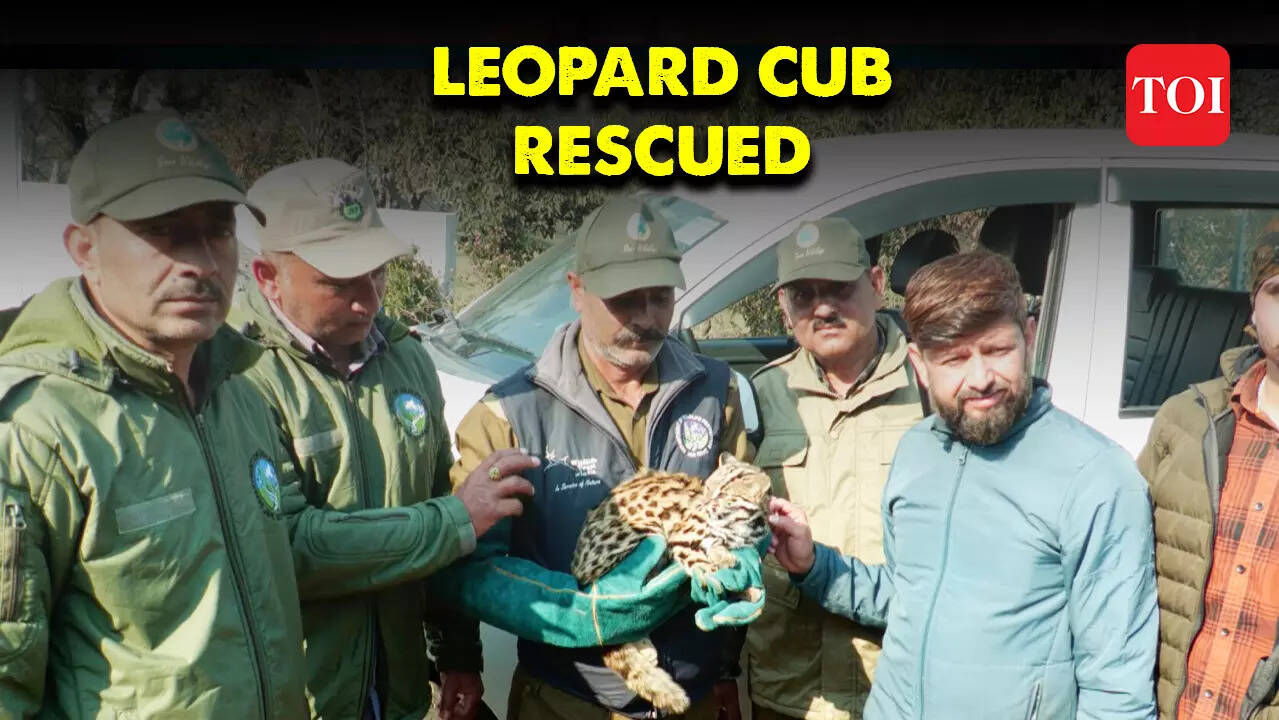 Leopard cub rescued from J&K’s Udhampur