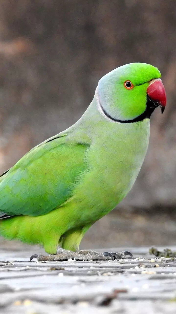 Wallpaper Parrot Color Parrot Color Images Free Download On Freepik