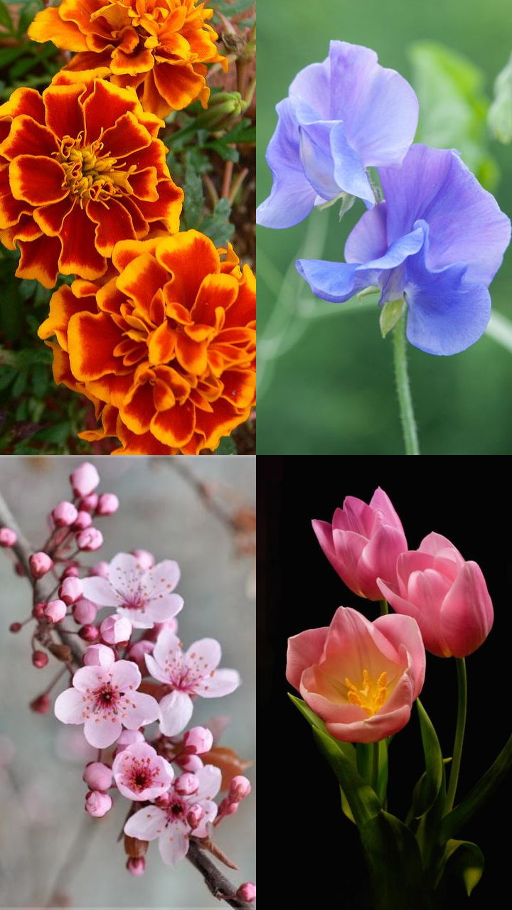 10 Flowers That Represent Kindness StorialTech