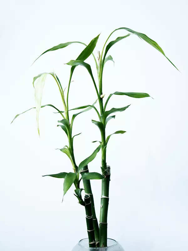 Bamboo (Bambusoideae)