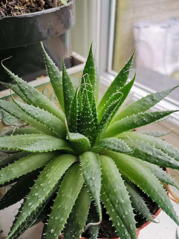 Aloe Vera (Aloe barbadensis miller)