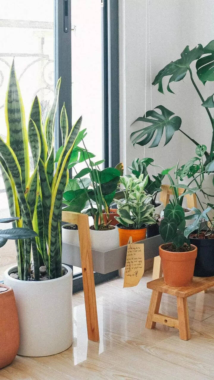indoor purifier plants Air Purifying ZZ Plant