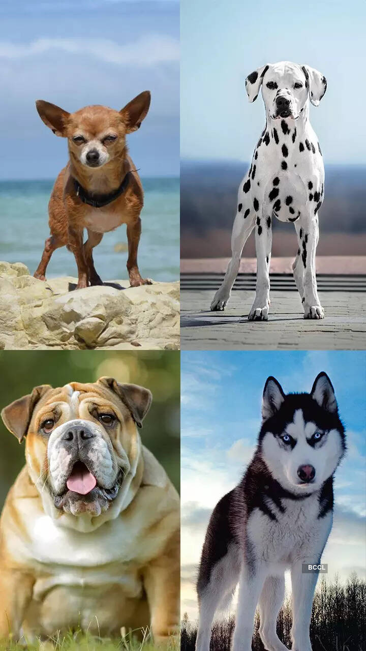 Incredible variety of dog breeds from household companions to wild canines Times of India