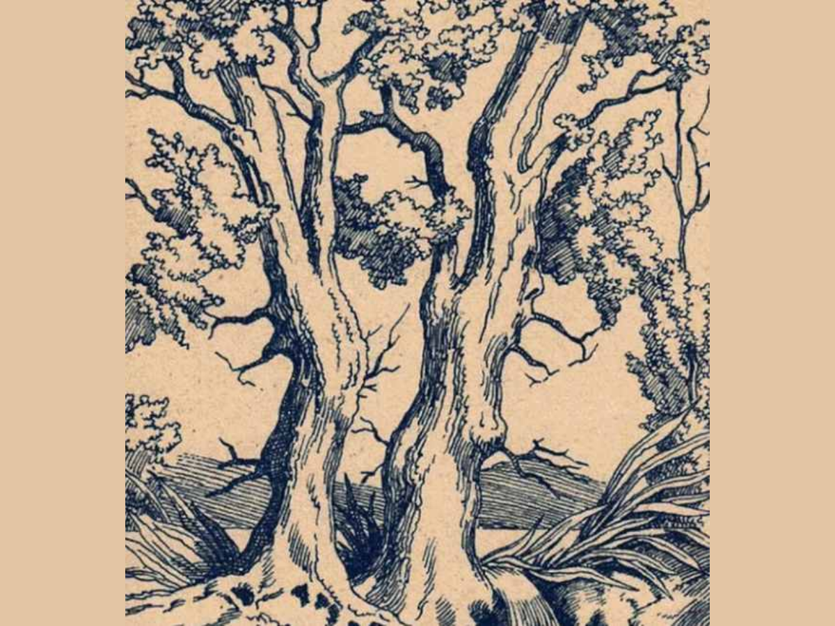 Hidden Faces Optical Illusions
