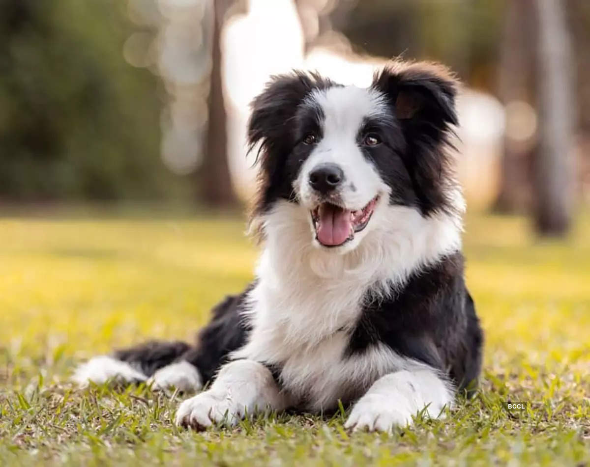 Diverse range of dog breeds, from home-loving pets to untamed canines