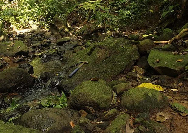 22-million-year-old lost forest resurfaces in Panama Canal!