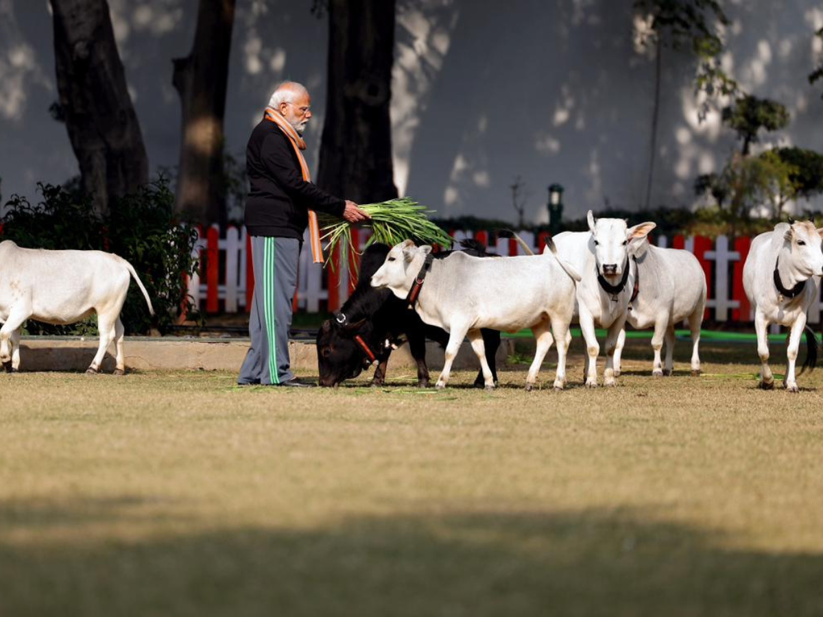 In Pics| PM Modi Feeds Cows At His Residence On The Occasion Of Makar ...