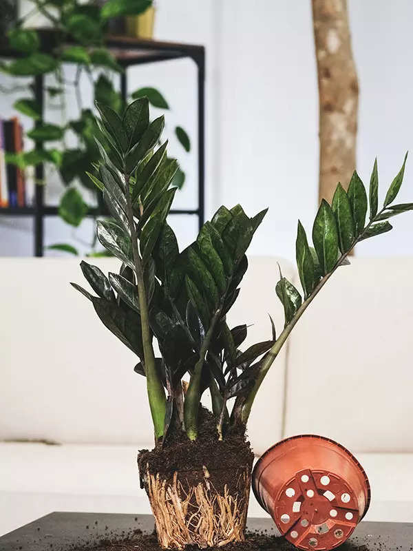 Green living made easy: Discover 10 low-maintenance houseplants that flourish year-round with minimal effort