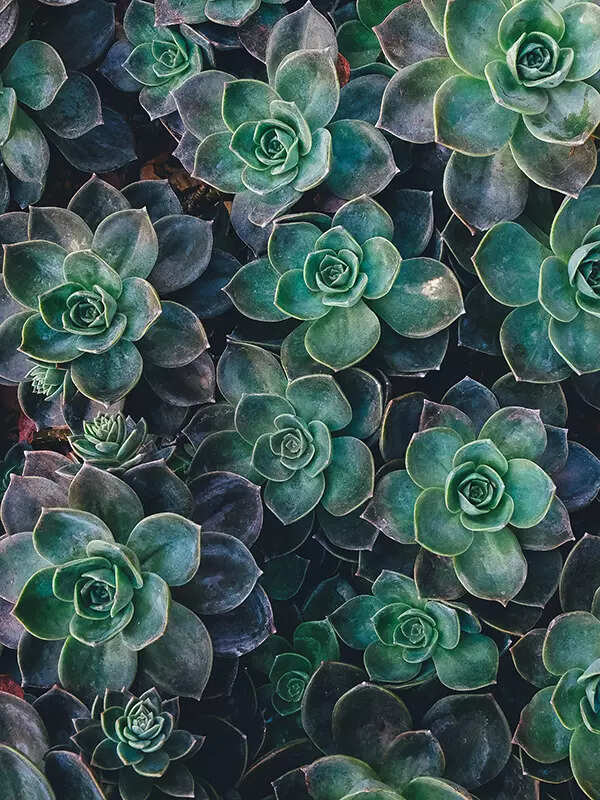 Succulents