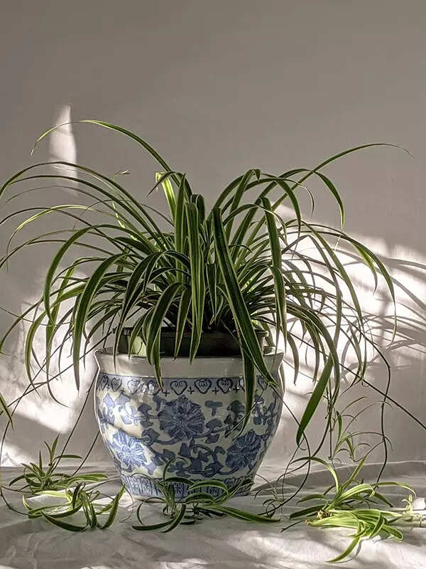 Spider Plant (Chlorophytum comosum)