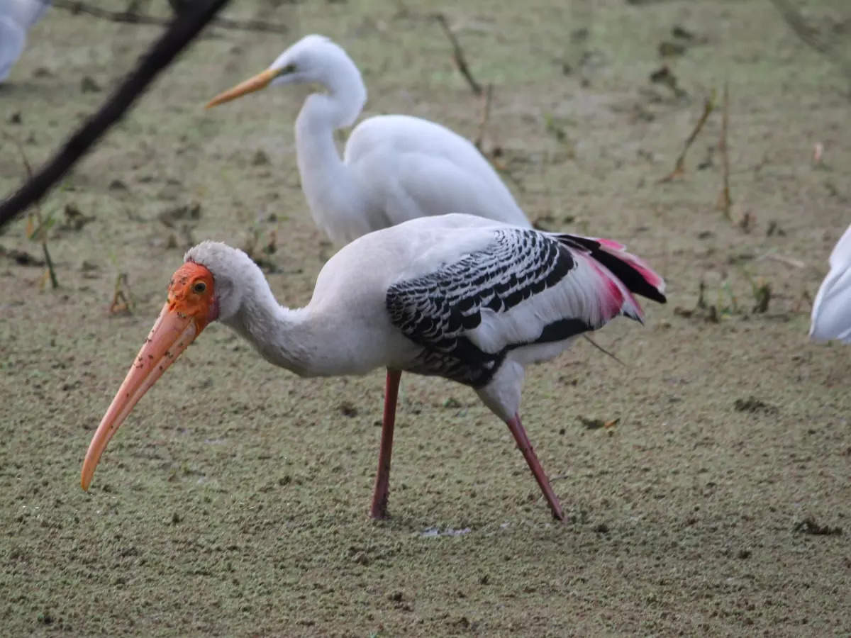 Sultanpur National Park – A birdwatcher's paradise in Haryan | Times of ...