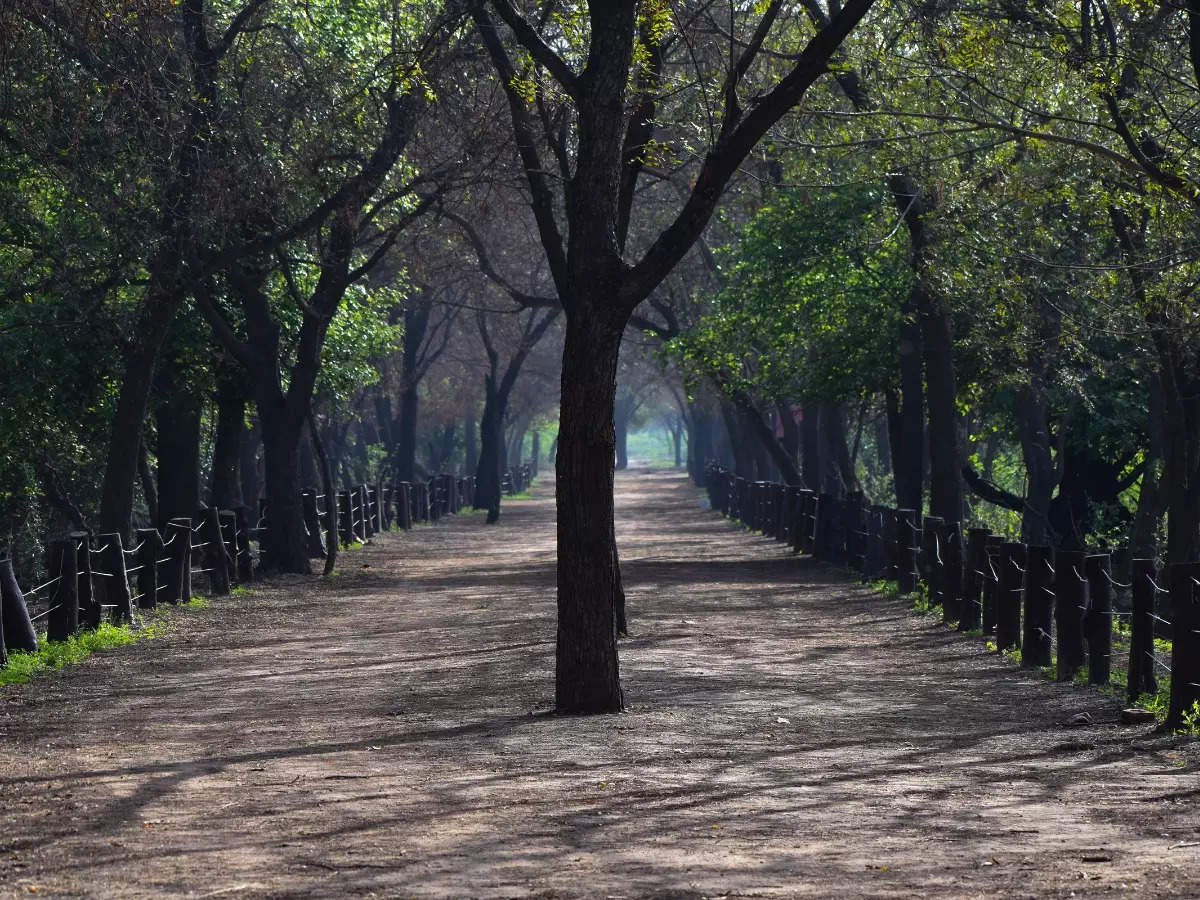 Sultanpur National Park – A birdwatcher's paradise in Haryan | Times of ...