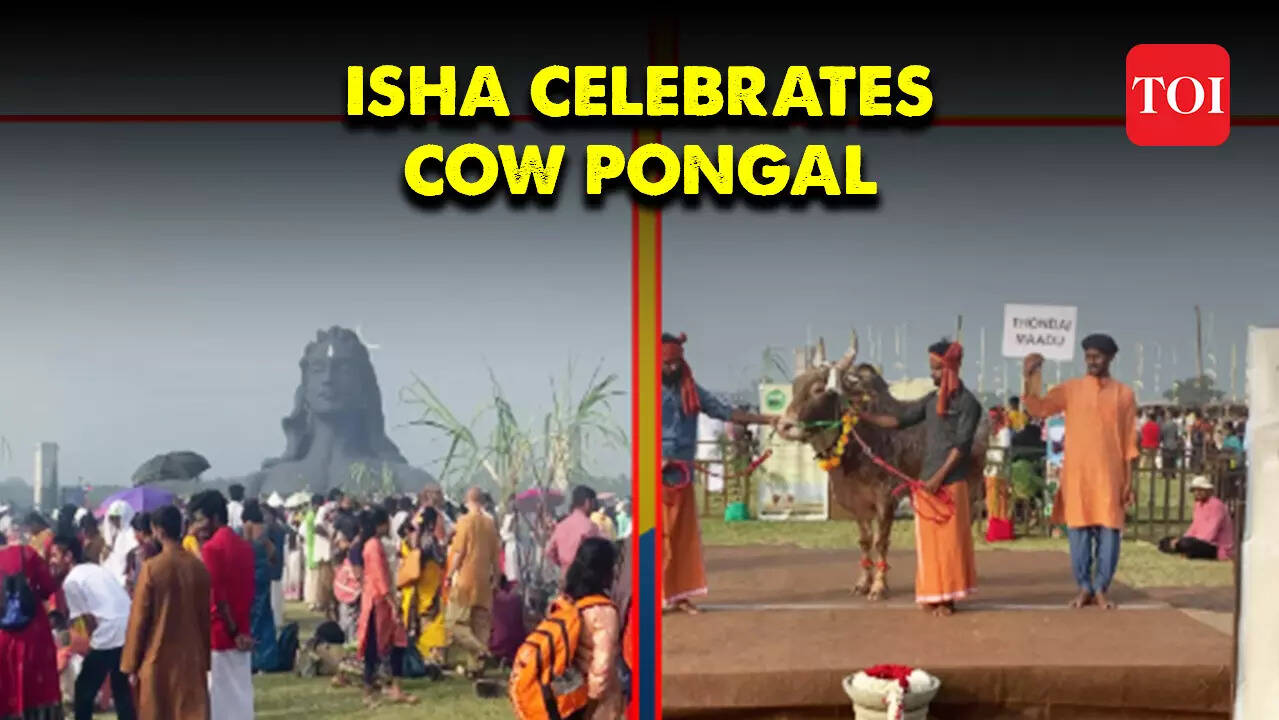 ‘Cow Pongal’ celebrated with zest and zeal at ISHA Yoga Centre in ...