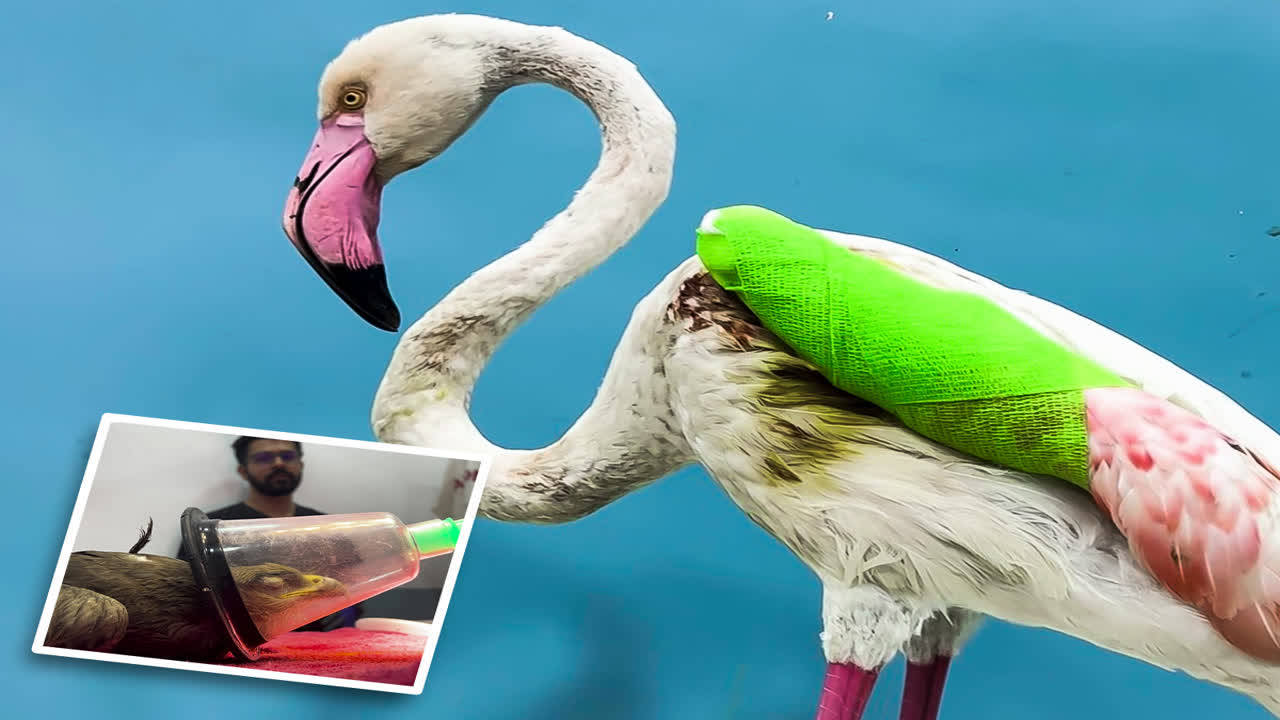 Kite manjas, the bane of flamingos