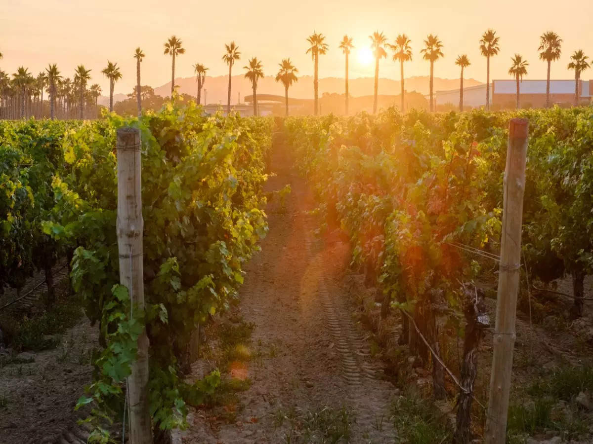 California's guide to the best culinary and drink trails