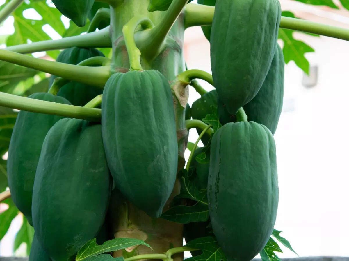 6 Reasons to add Raw Papaya to the daily diet