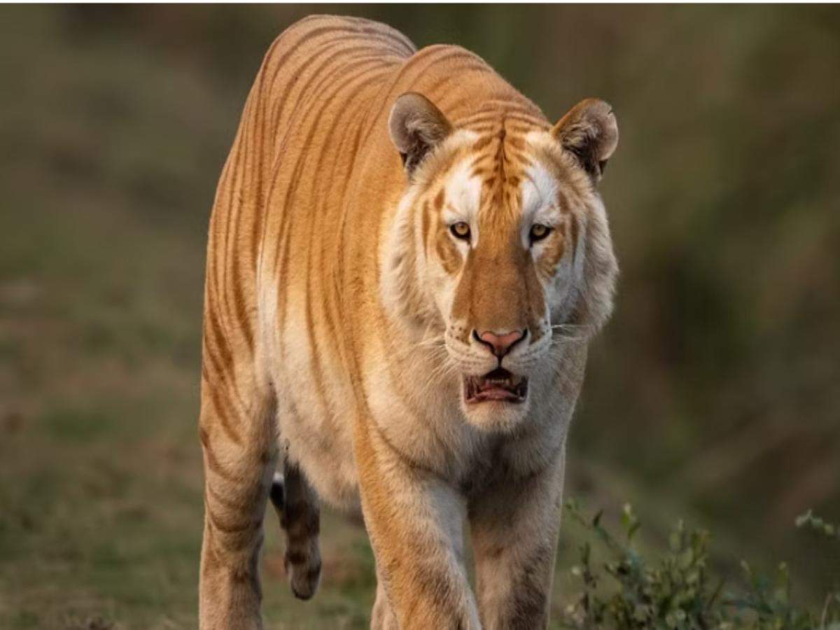 Rare golden tiger sighting in Kaziranga National Park stuns people