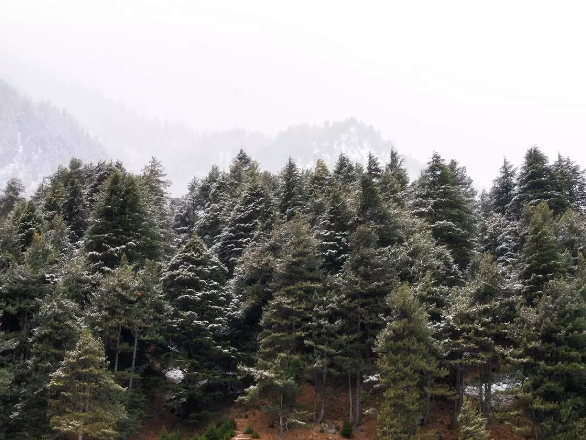 J&K: Upper reaches and Gulmarg finally receives first snowfall of the season