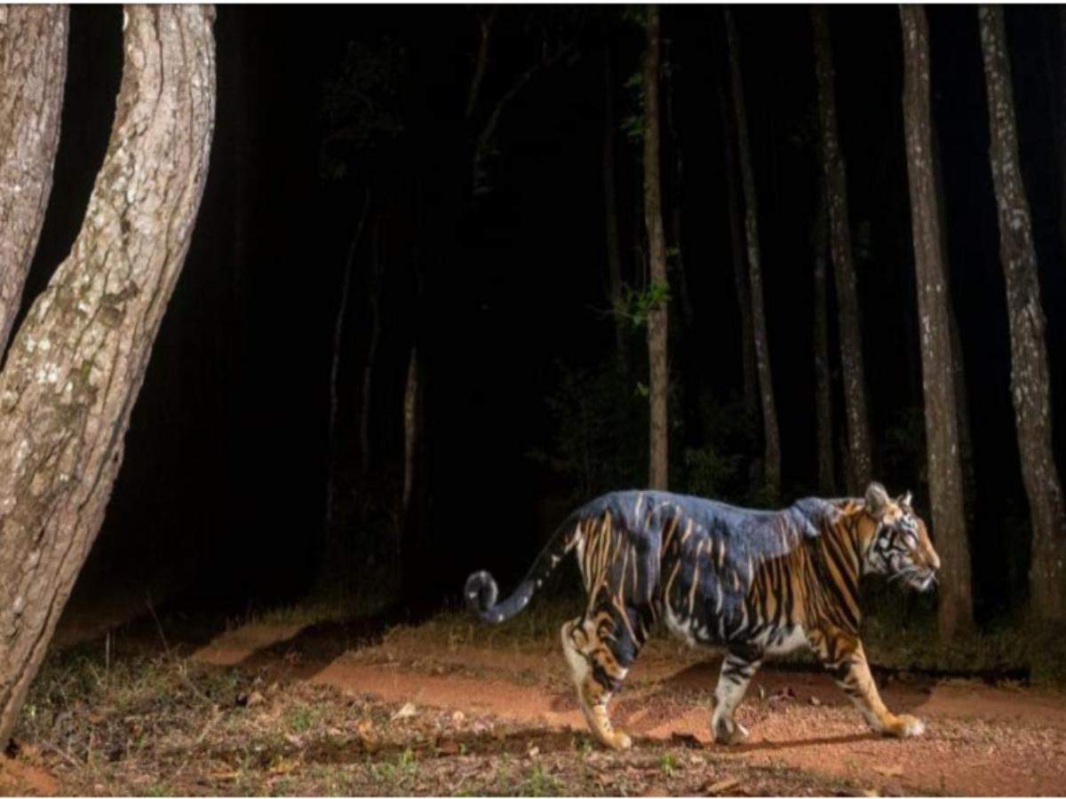 Odisha all set to start world’s first-ever black tiger safaris