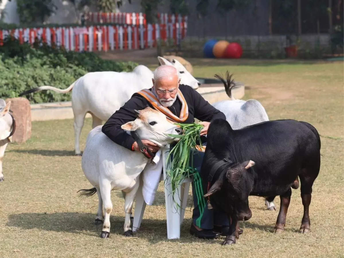 Punganur Cow: The world’s smallest and cutest cattle breed from India