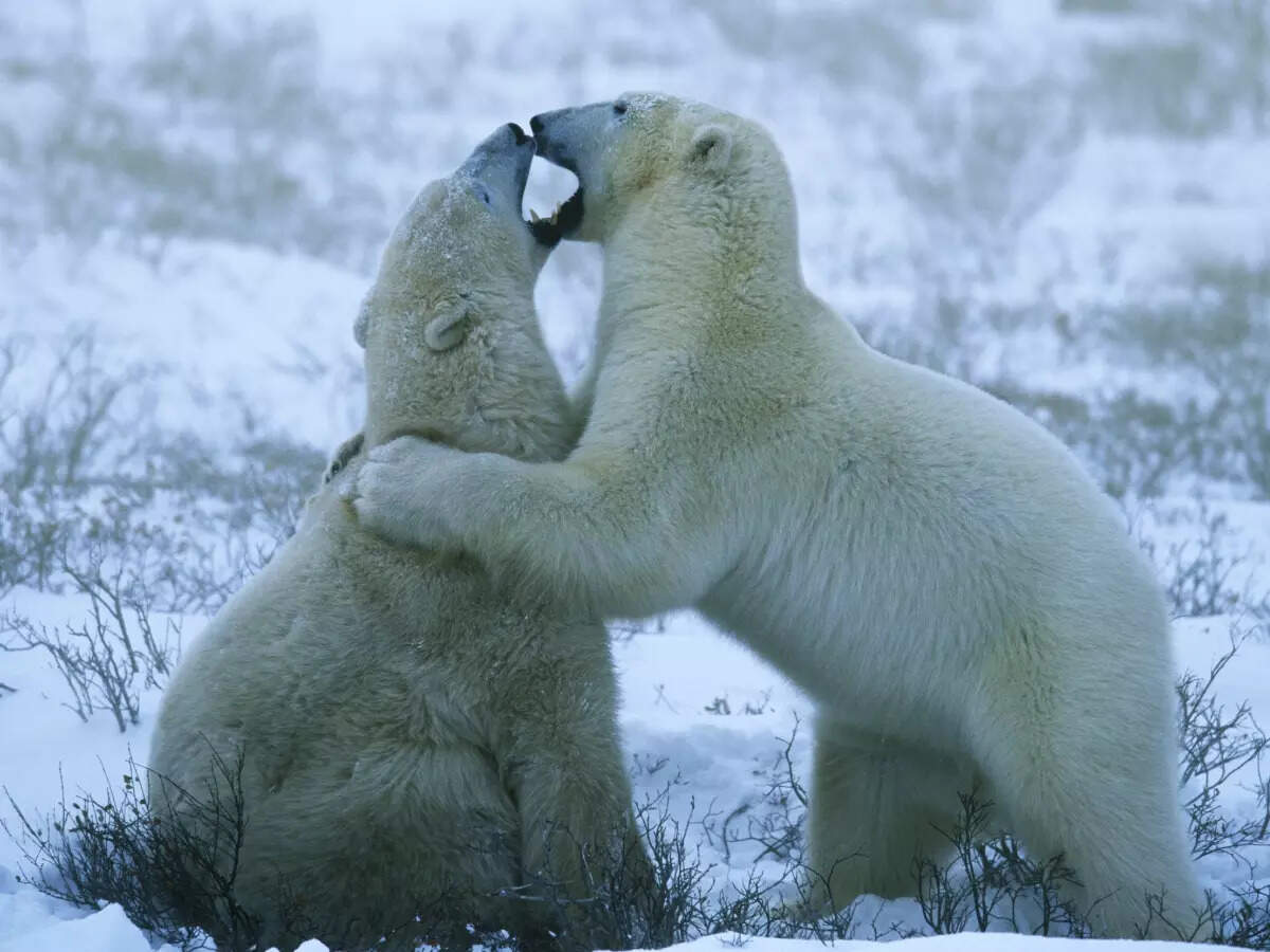 Unveiling Canada's stunning yet hidden treasures  Times of India Travel