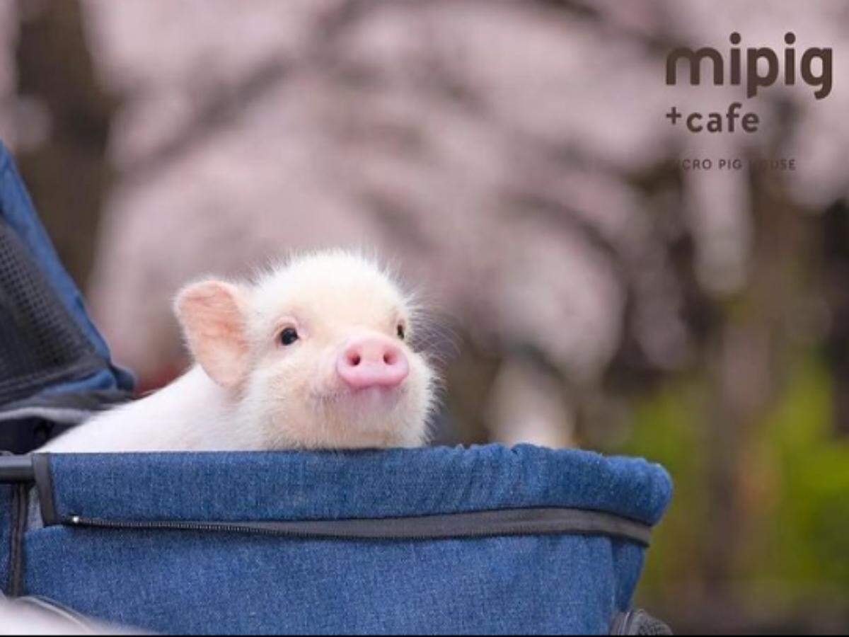 Japan’s latest Mipig Cafe lets customers cuddle and spend time with pigs Japan’s latest Mipig Cafe lets customers cuddle and spend time with pigs