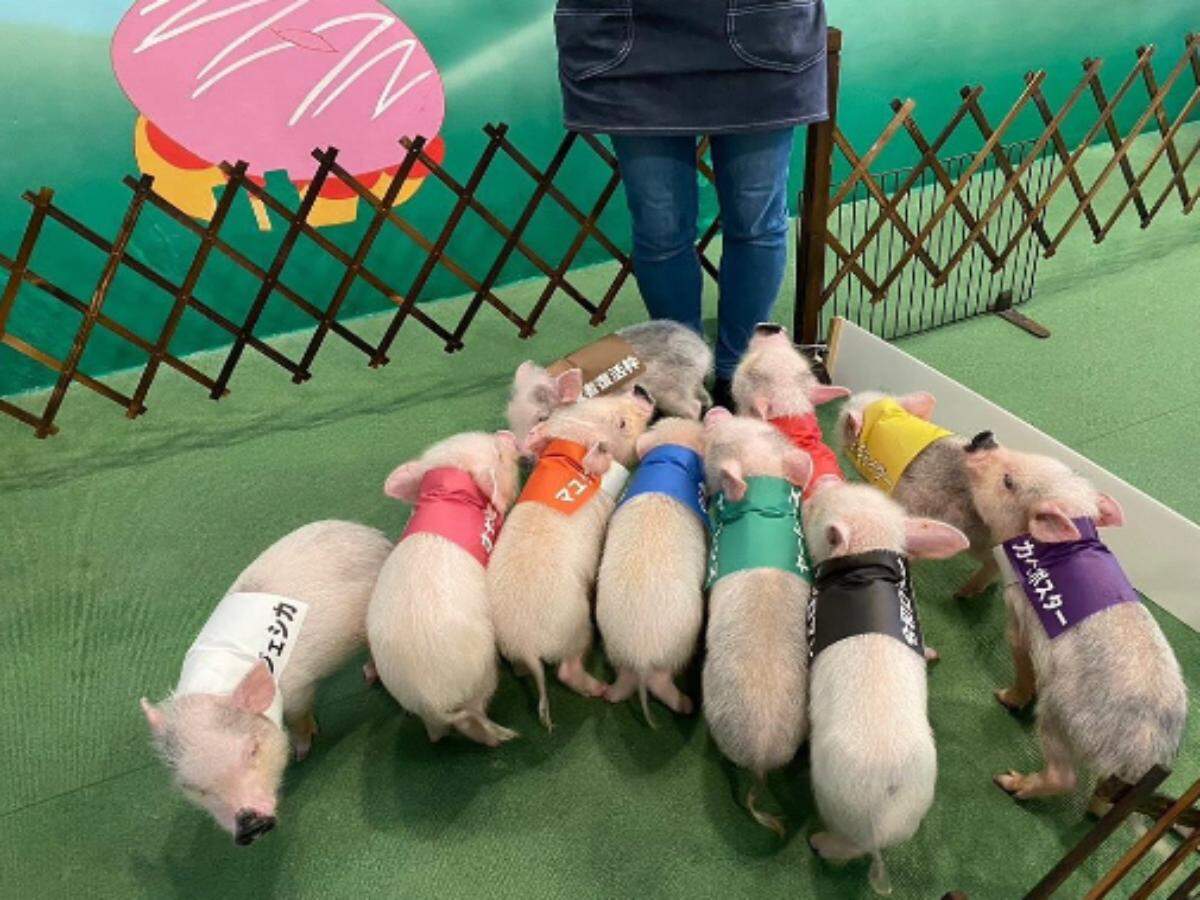 Japan’s latest Mipig Cafe lets customers cuddle and spend time with pigs Japan’s latest Mipig Cafe lets customers cuddle and spend time with pigs