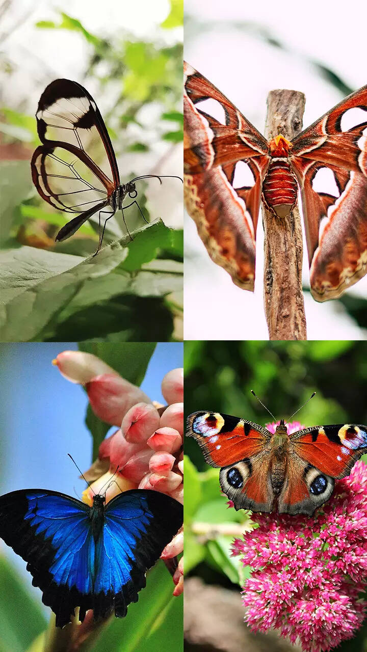 Rare Butterflies Of The World Stunning Photos Show Extremely Rare