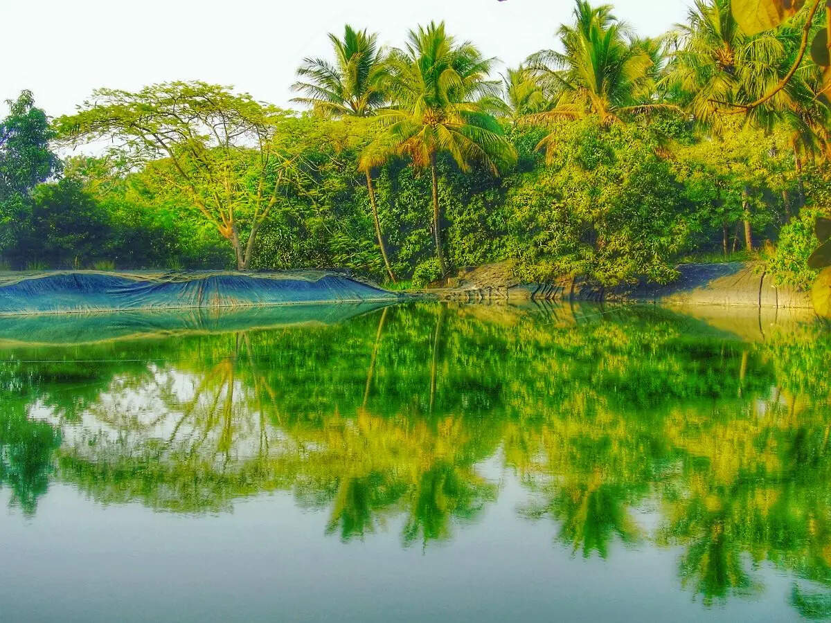 Experience Maharashtra's vibrant culture at the Dahanu Festival from Feb 23 to 25 Experience Maharashtra's vibrant culture at the Dahanu Festival from Feb 23 to 25