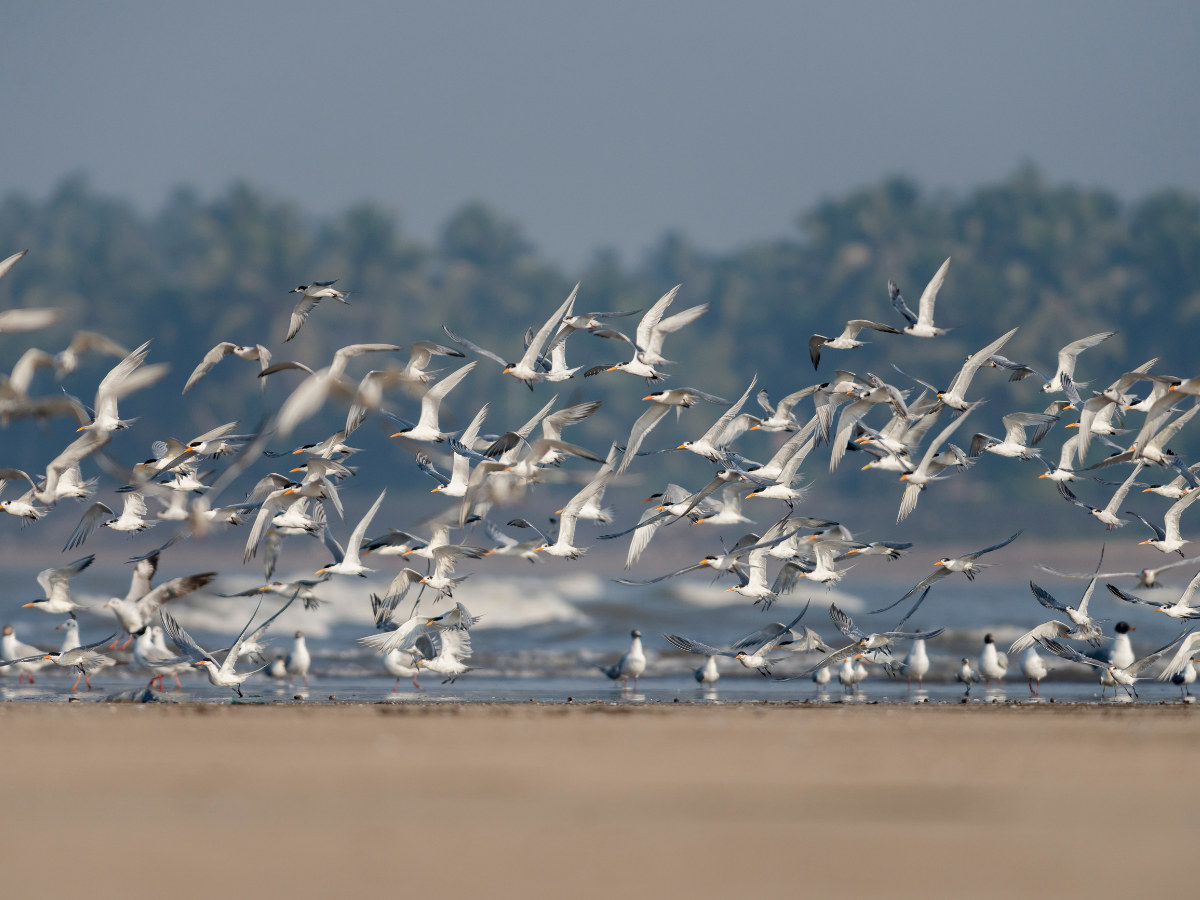 Bihar kicks off 3-day Nagi Bird Festival from today