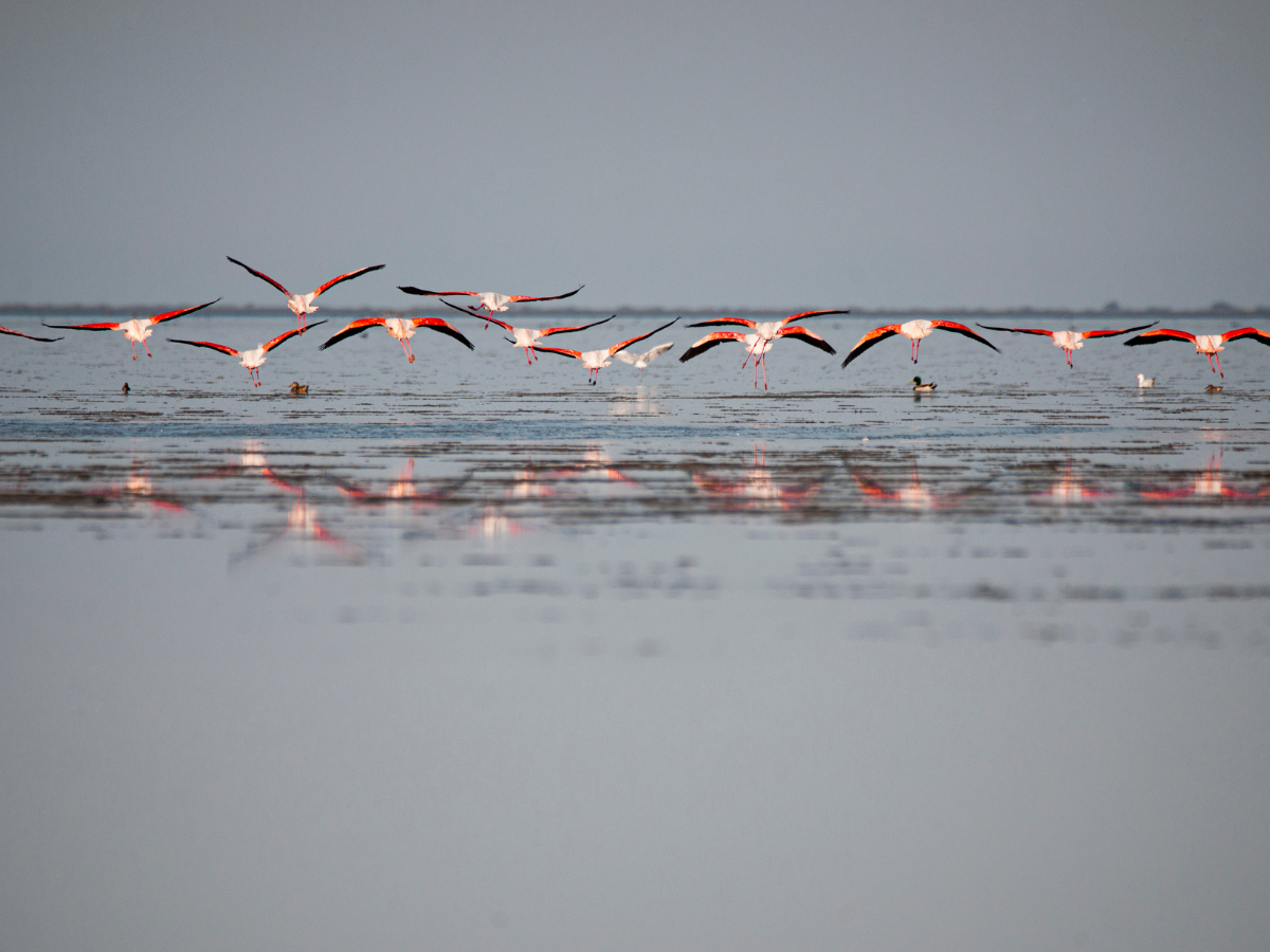Bihar kicks off 3-day Nagi Bird Festival from today