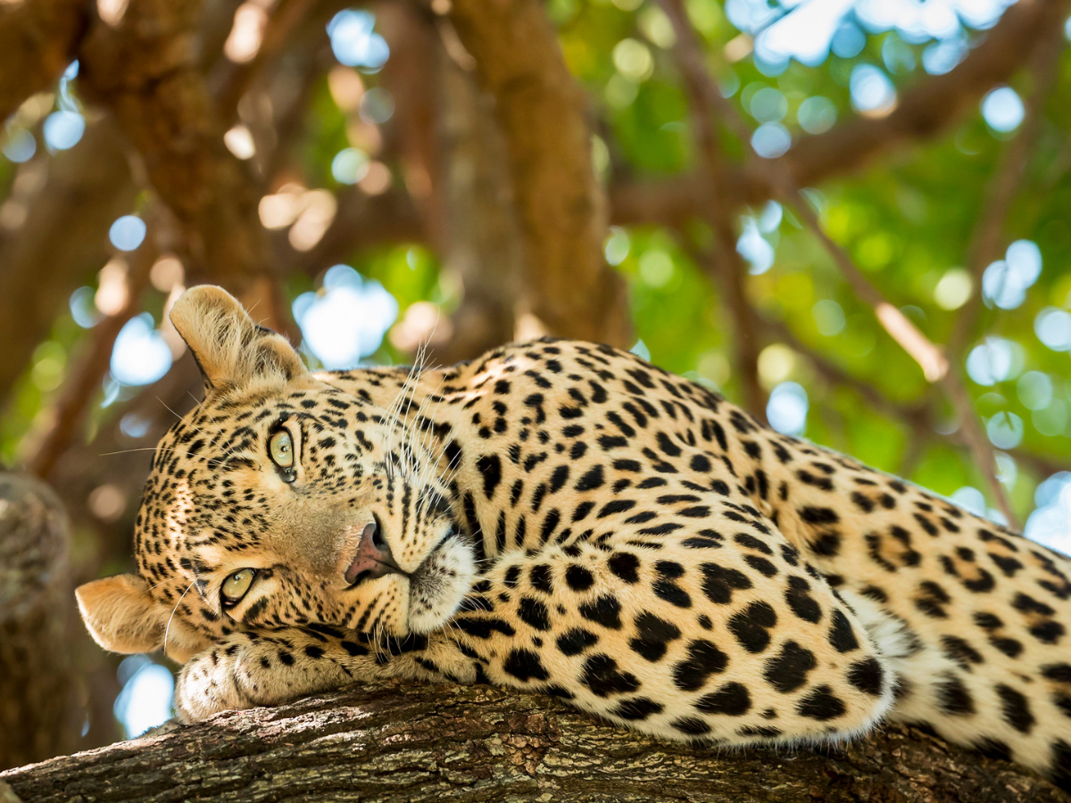 Bengaluru: Bannerghatta Biological Park all set to start leopard safari Bengaluru: Bannerghatta Biological Park all set to start leopard safari