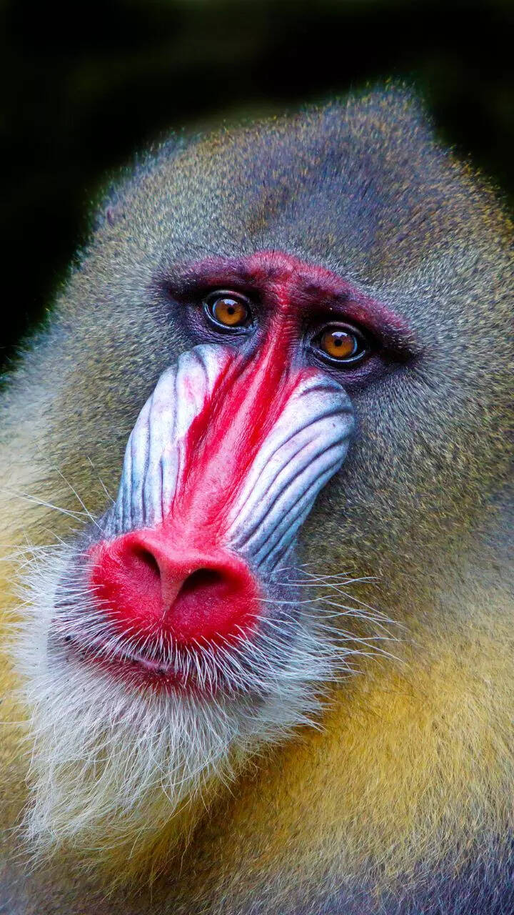 Beautiful Animals Of The World Top 15 Most Beautiful Animals In The