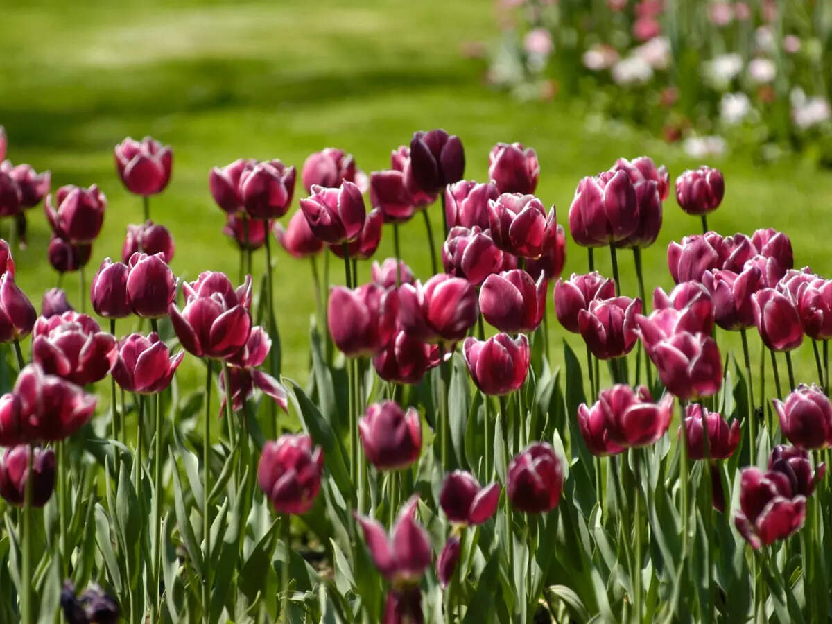 Delhi Tulip Festival: Date, venue, ticket price and how to reach