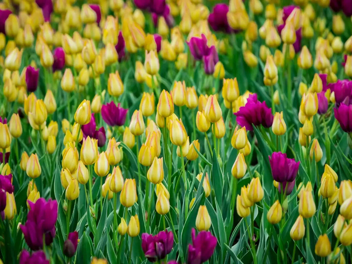 Delhi Tulip Festival: Date, venue, ticket price and how to reach