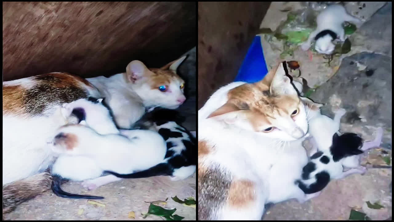 Cat out of the bonnet with kittens after day-long ride