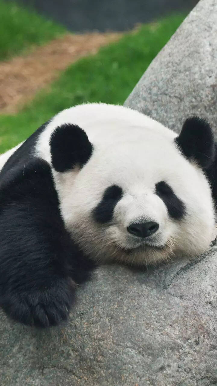 Panda Bear Characteristics Personality - Infoupdate.org