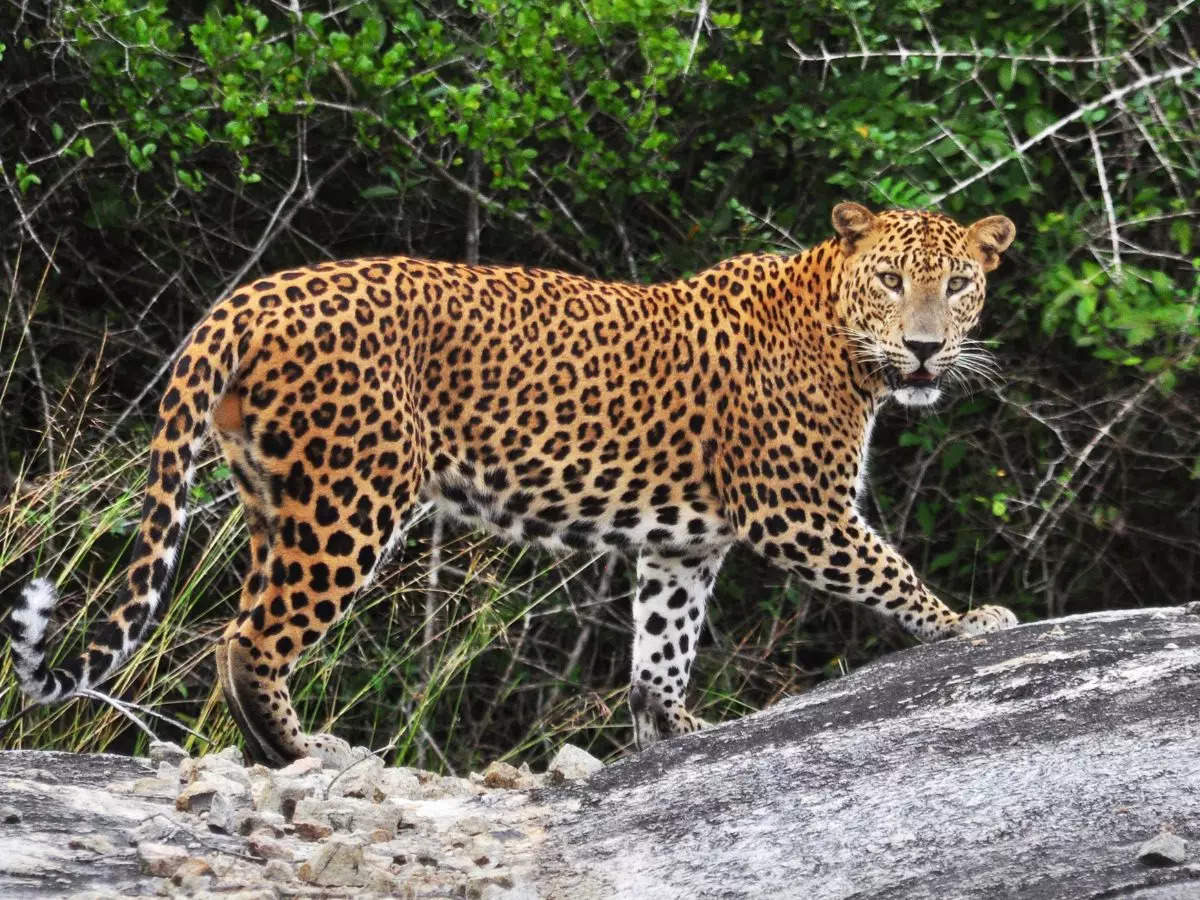 Jhalana Leopard Safari Park: A hidden gem in the wild heart of Jaipur