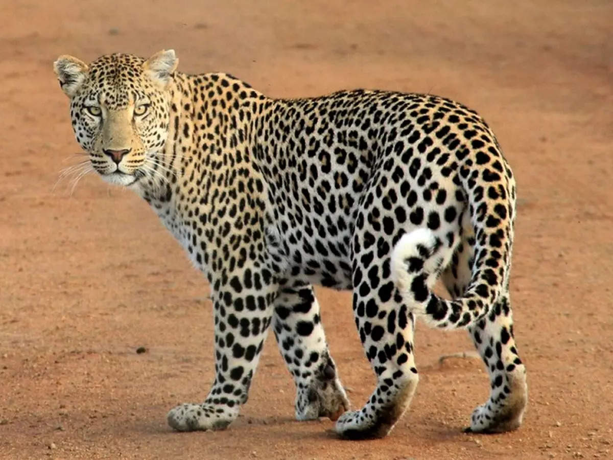 Jhalana Leopard Safari Park: A hidden gem in the wild heart of Jaipur