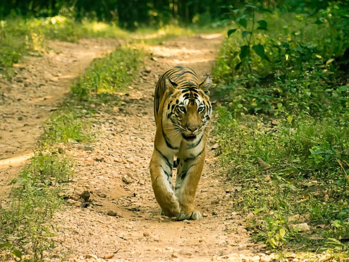 Wild Madhya Pradesh: Incredible reasons to visit Kanha National Park ...