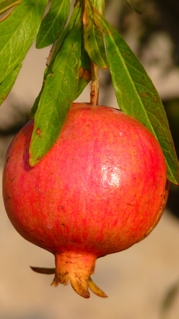 Pomegranate leaves outlet benefits