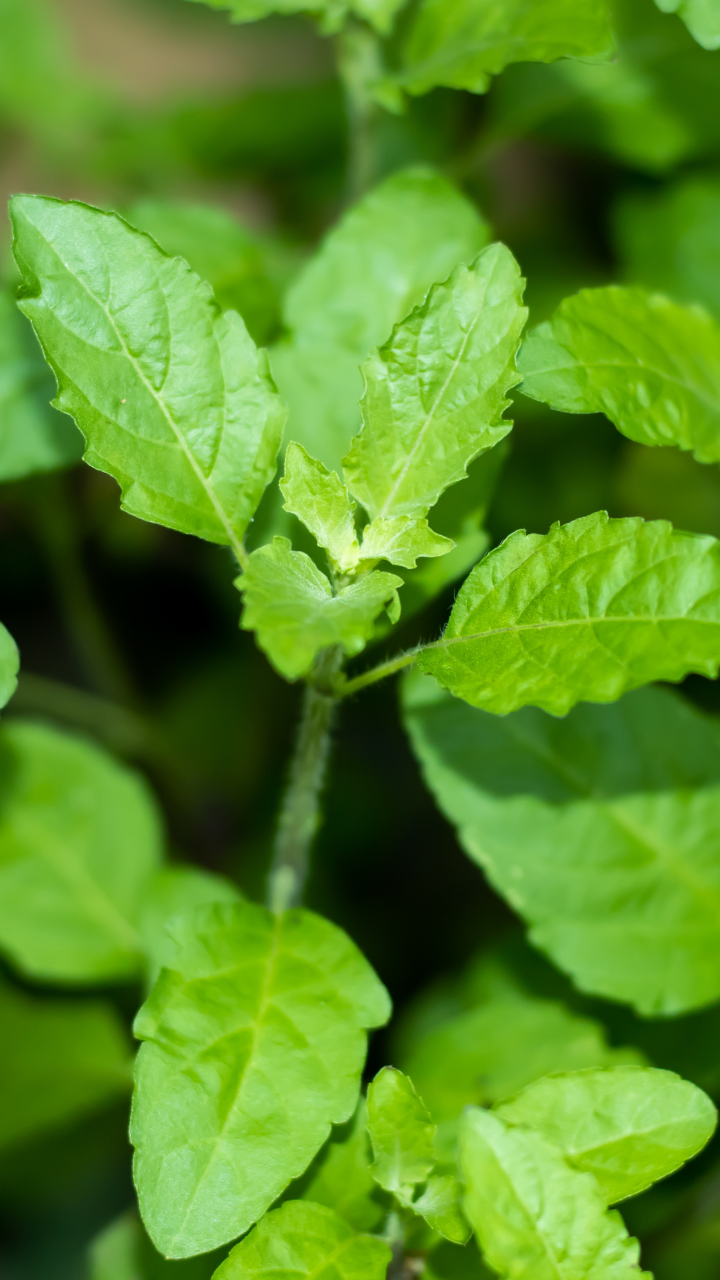 7 best ways to consume Tulsi leaves on an empty stomach Times of