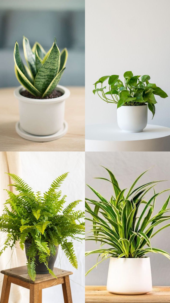 The Best Indoor Plants for Small Spaces