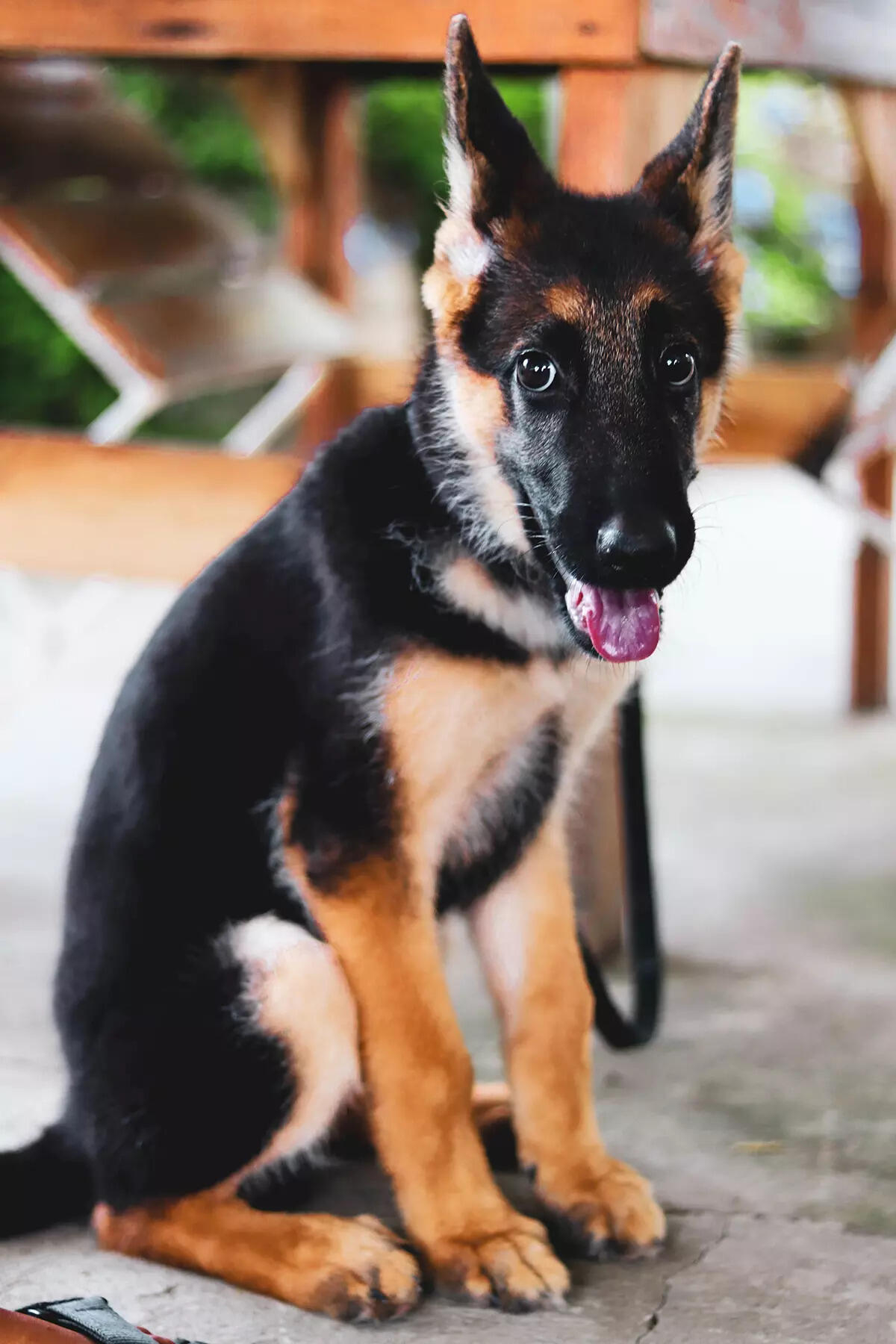 ​Interesting insights about German Shepherds​