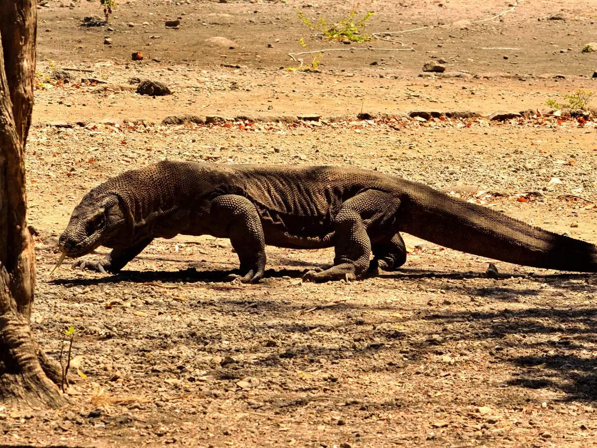 Indonesia: From dragons to diving, explore the wonders of Komodo National Park