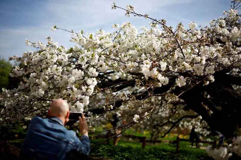 Spectacular pictures of cherry blossoms from across the world just in time for spring