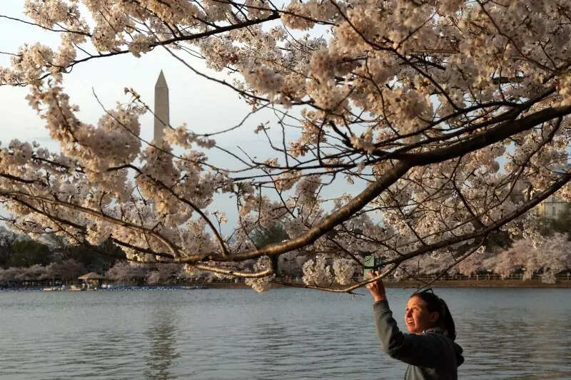 Spectacular pictures of cherry blossoms from across the world just in time for spring