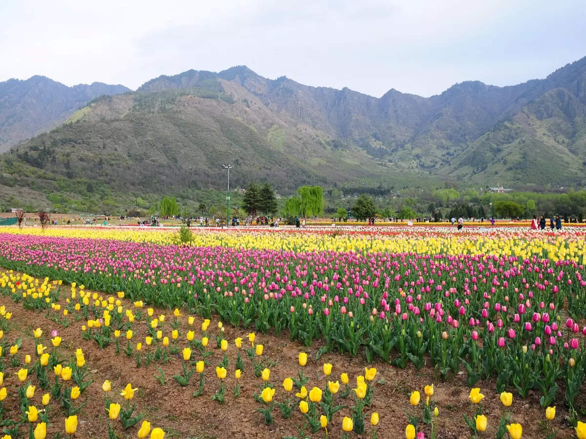 Srinagar: Asia’s largest tulip garden will open to the public from March 23 Srinagar: Asia’s largest tulip garden will open to the public from March 23