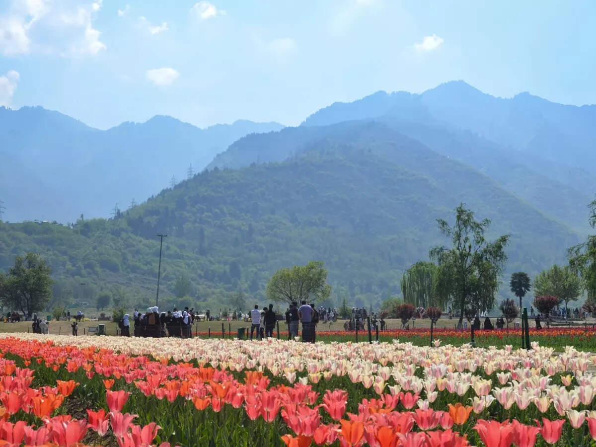 Srinagar: Asia’s largest tulip garden will open to the public from March 23 Srinagar: Asia’s largest tulip garden will open to the public from March 23